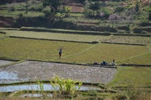 vignette Madagascar_2016_0293.jpg 