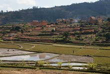 vignette Madagascar_2016_0295.jpg 