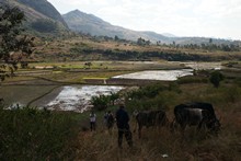 vignette Madagascar_2016_0371.jpg 