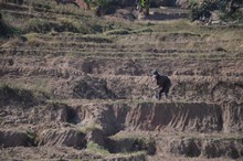 vignette Madagascar_2016_0414.jpg 