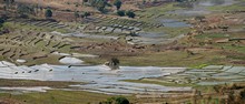 vignette Madagascar_2016_0432.jpg 