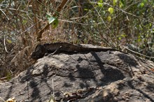 vignette Madagascar_2016_0463.jpg 