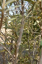vignette Madagascar_2016_0571.jpg 