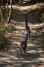 vignette Madagascar_2016_0710.jpg 