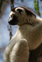 vignette Madagascar_2016_0725.jpg 