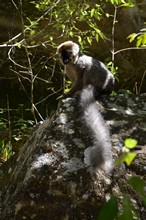 vignette Madagascar_2016_0765.jpg 