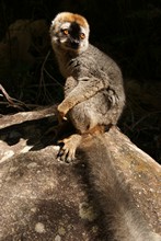 vignette Madagascar_2016_0789.jpg 