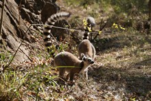 vignette Madagascar_2016_0800.jpg 