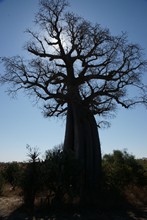 vignette Madagascar_2016_0881.jpg 