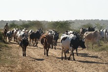 vignette Madagascar_2016_0927.jpg 