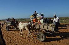 vignette Madagascar_2016_0931.jpg 