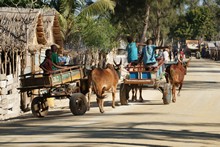 vignette Madagascar_2016_0980.jpg 