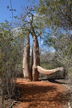 vignette Madagascar_2016_1007.jpg 