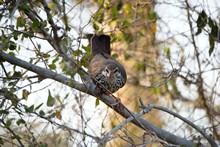 vignette Madagascar_2016_1070.jpg 