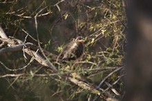 vignette Madagascar_2016_1081.jpg 