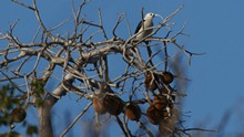 vignette Madagascar_2016_1085.jpg 