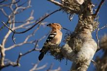 vignette Madagascar_2016_1087.jpg 