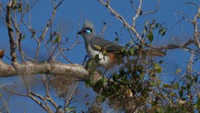 vignette Madagascar_2016_1091.jpg 