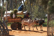 vignette Madagascar_2016_1210.jpg 