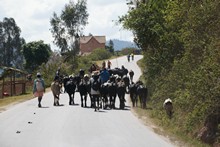 vignette Madagascar_2016_1307.jpg 