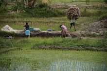 vignette Madagascar_2016_1875.jpg 