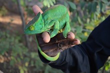 vignette Madagascar_2016_1952.jpg 