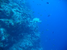 vignette Malaisie_Sipadan_241.jpg 