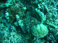 vignette Malaisie_Sipadan_583.jpg 