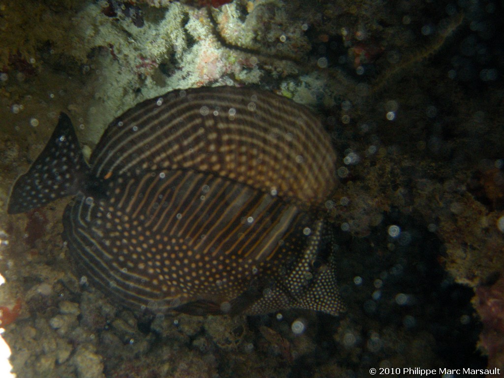 /ecran/Maldives_2010_027.jpg