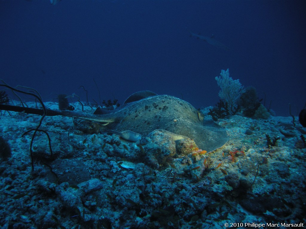 /ecran/Maldives_2010_035.jpg