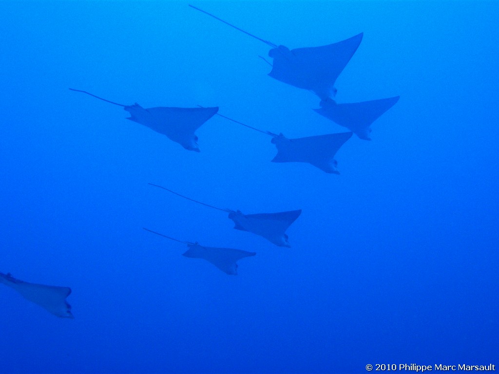 /ecran/Maldives_2010_045.jpg