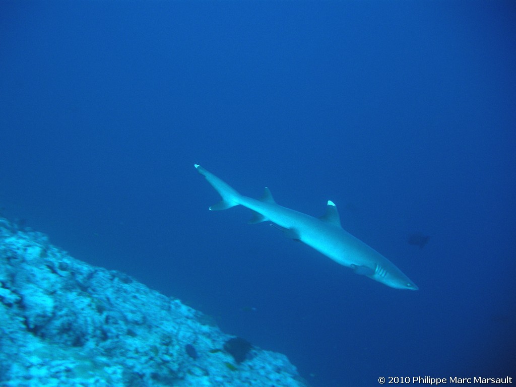 /ecran/Maldives_2010_053.jpg