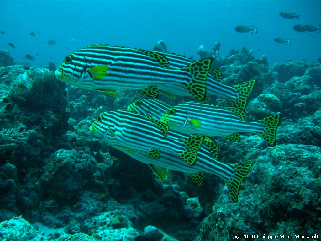 /ecran/Maldives_2010_065.jpg