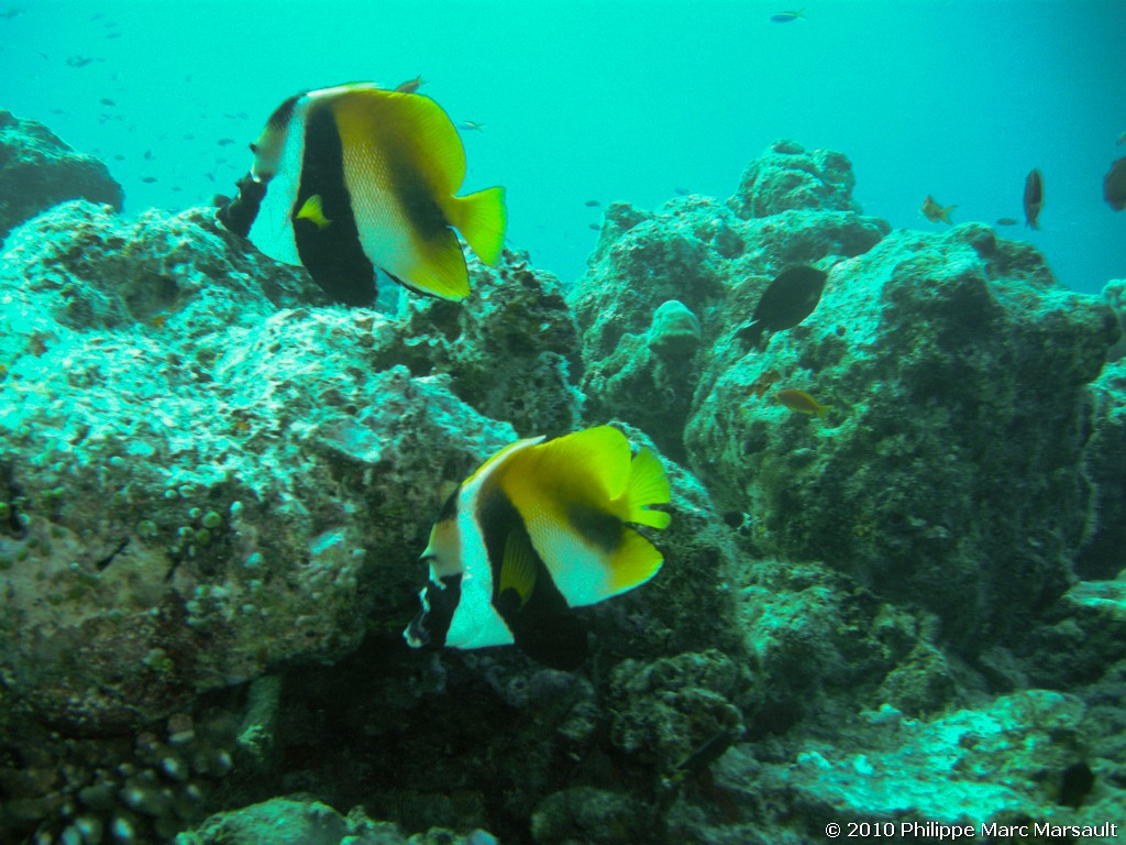 /ecran/Maldives_2010_066.jpg