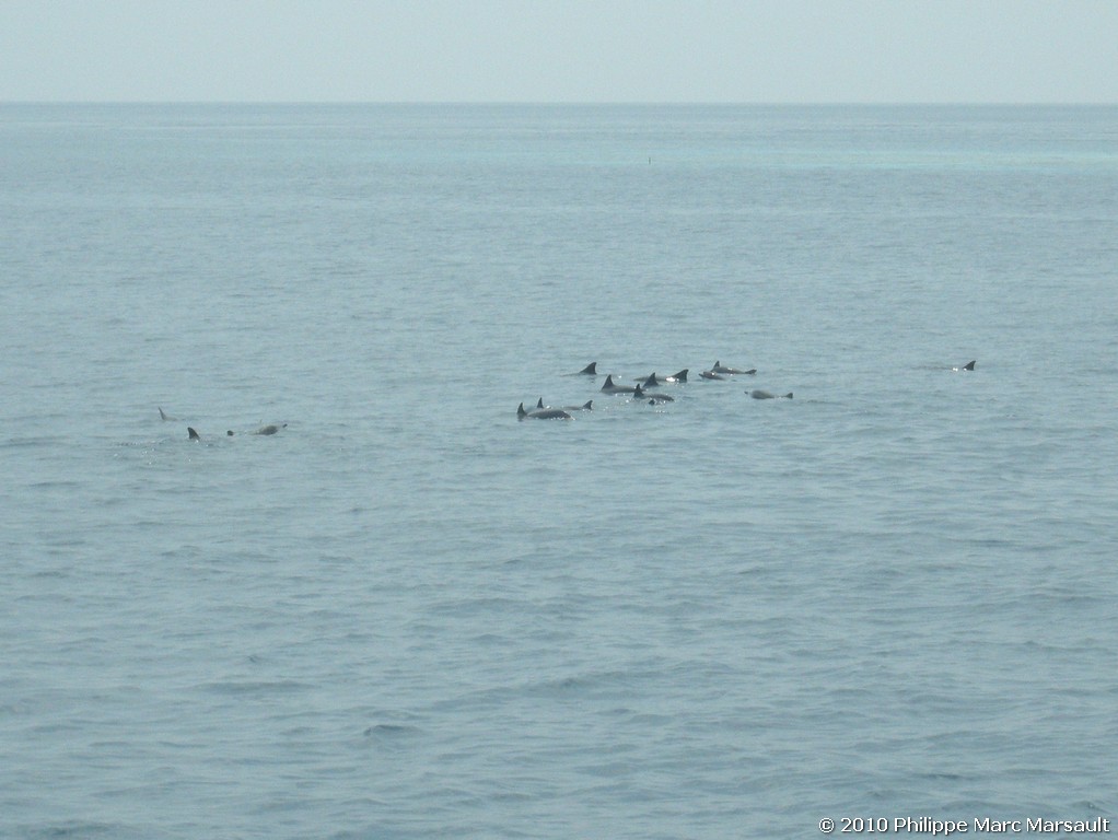 /ecran/Maldives_2010_074.jpg