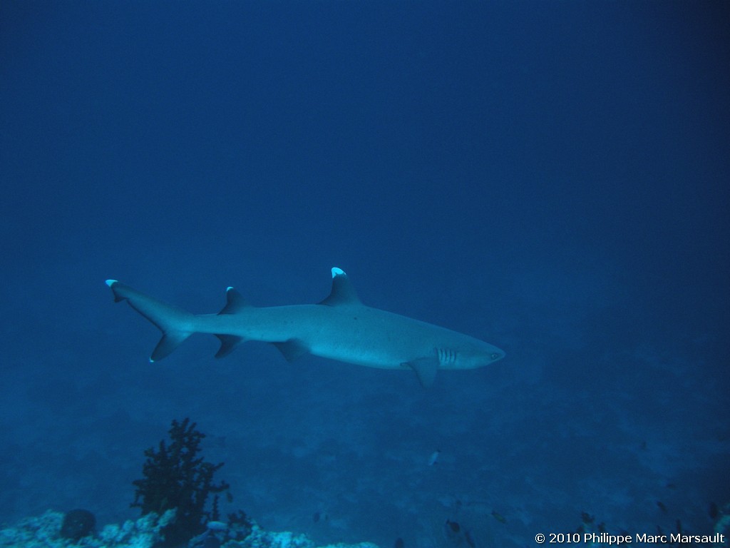 /ecran/Maldives_2010_078.jpg