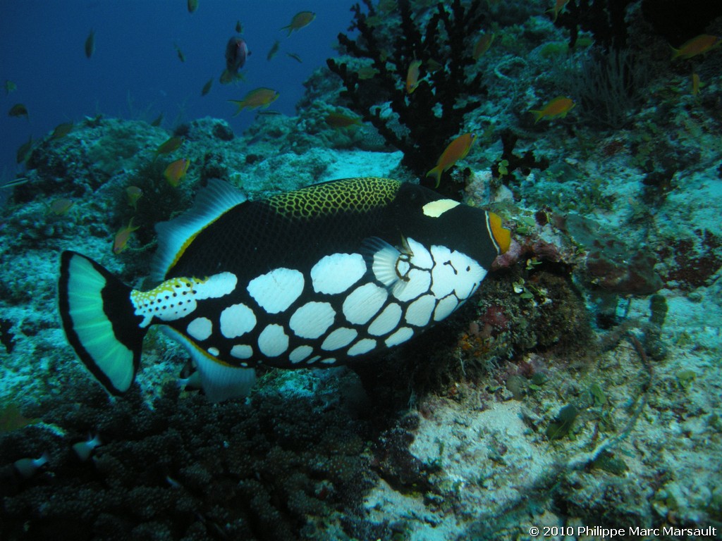 /ecran/Maldives_2010_091.jpg