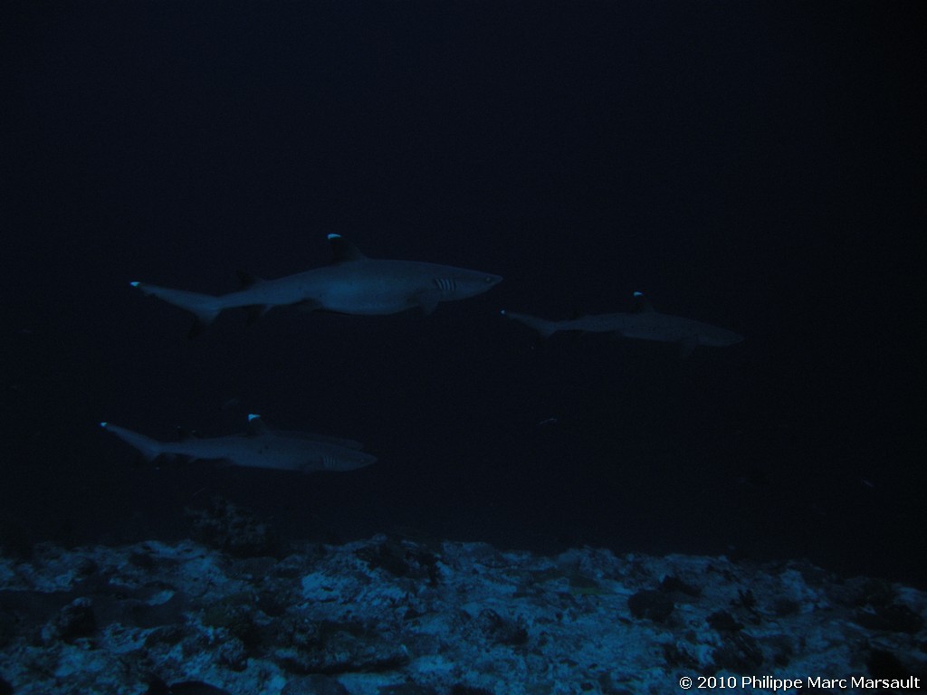 /ecran/Maldives_2010_113.jpg