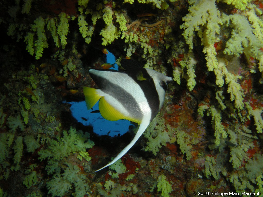 /ecran/Maldives_2010_140.jpg