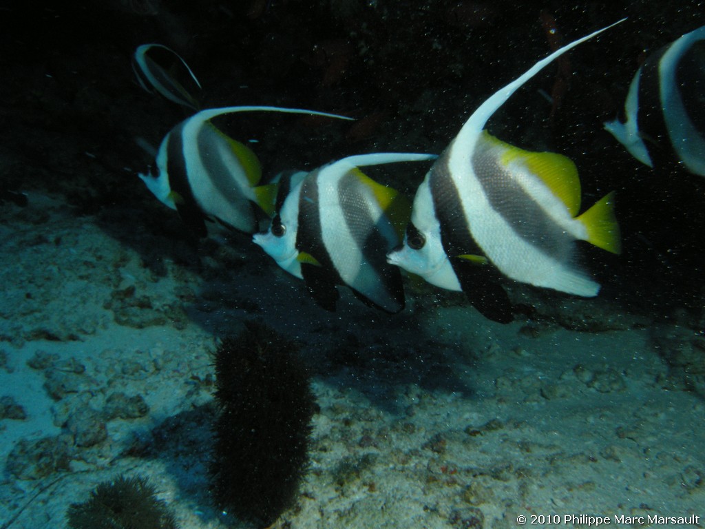 /ecran/Maldives_2010_193.jpg