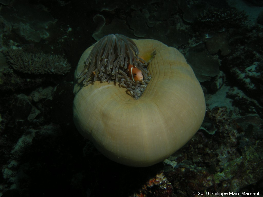 /ecran/Maldives_2010_206.jpg