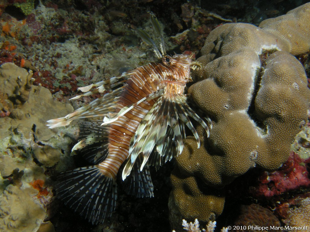 /ecran/Maldives_2010_225.jpg