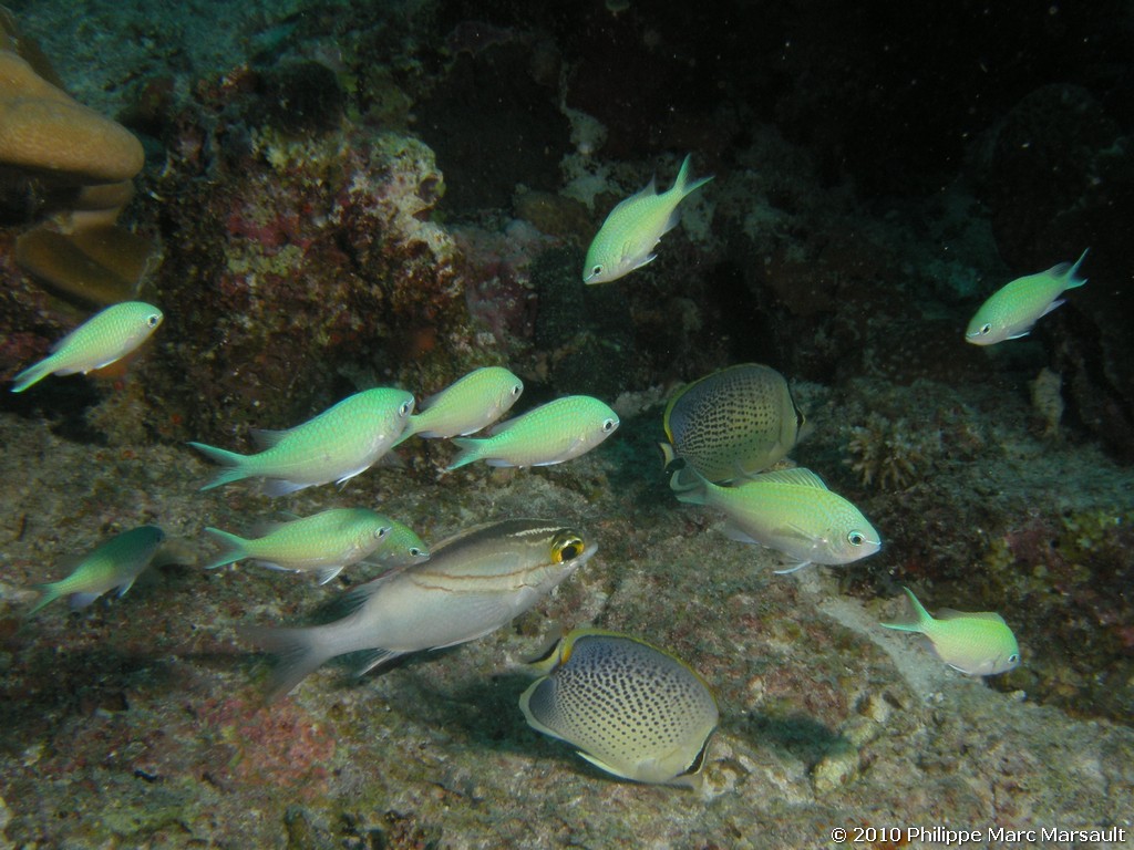 /ecran/Maldives_2010_245.jpg