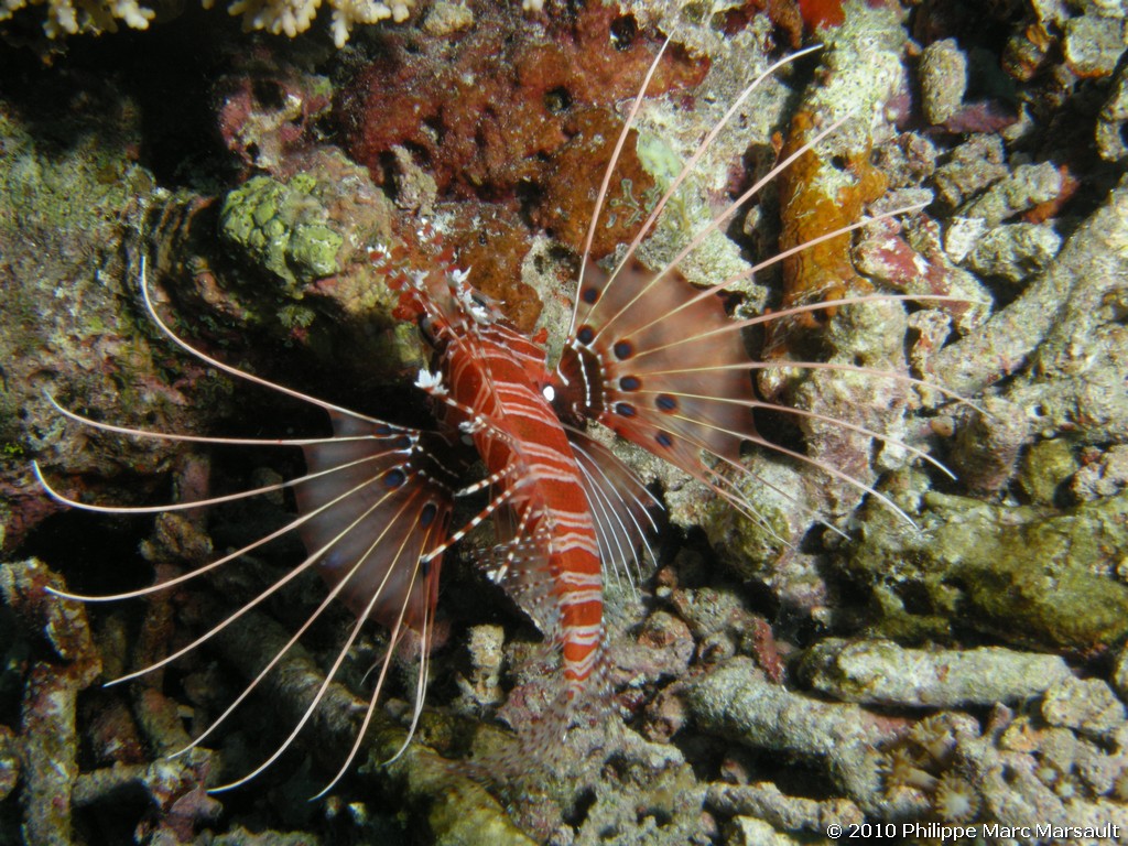 /ecran/Maldives_2010_247.jpg