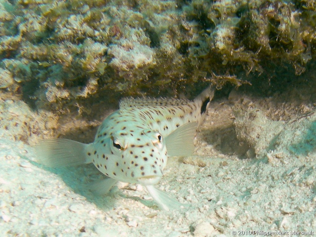 /ecran/Maldives_2010_258.jpg