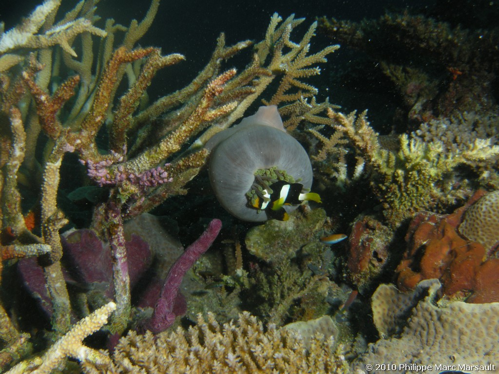 /ecran/Maldives_2010_260.jpg