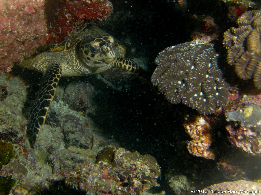 /ecran/Maldives_2010_270.jpg