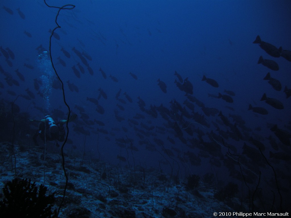 /ecran/Maldives_2010_286.jpg