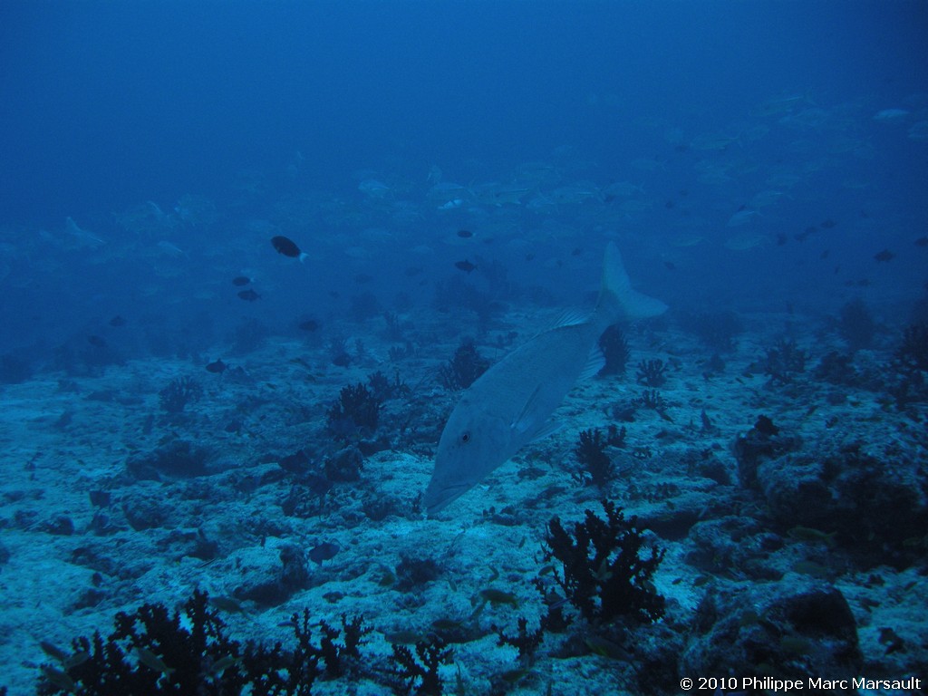 /ecran/Maldives_2010_322.jpg