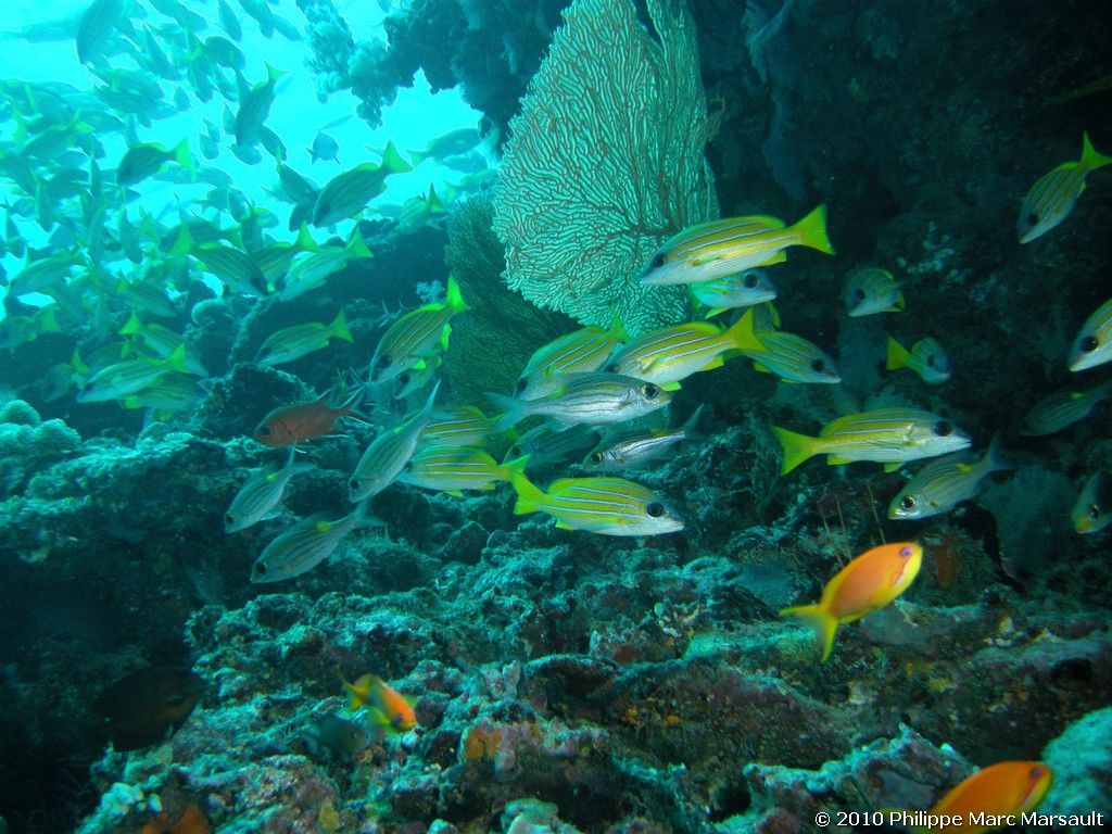 /ecran/Maldives_2010_346.jpg